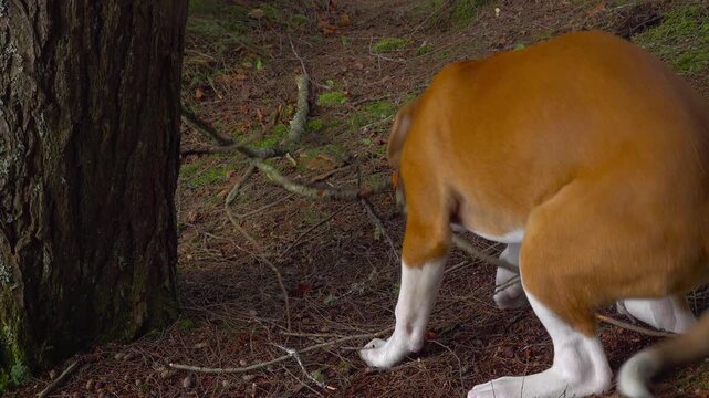 A close-up shot of a curious puppy chewing on a stick on the forest floor, before eventually laying down to continue gnawing on it.