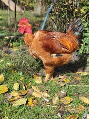 Brown domestic rooster with bright red crest walking in garden © Tatuana