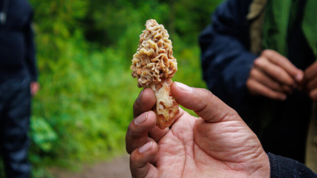 Colecta de Morchella sp. 