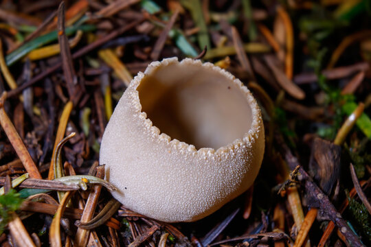 mushroom in the grass