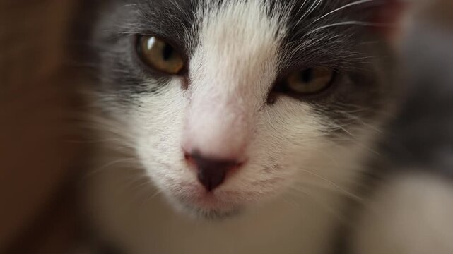 A kitten is shown in close up as it looks around. The kitten's eyes are wide open, and it appears curious about its surroundings. The setting is soft and warm.