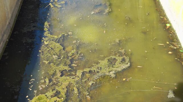 Stagnant water has algae and debris. Valras, France .