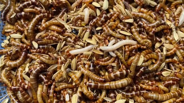 Superworms Crawling Inside Plastic Container for Reptile Food
