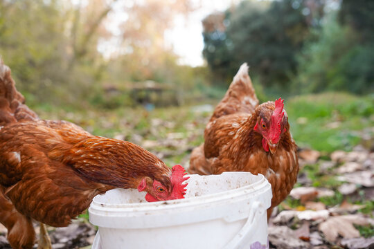 Brown chicken eat feed from bucket on organic farm