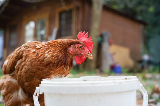 Brown hen beside feed bucket at organic countryside farm