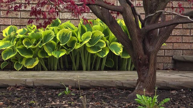 A cluster of lush green and yellow variegated hosta plants thrives in a garden bed beneath a small Japanese maple tree.
