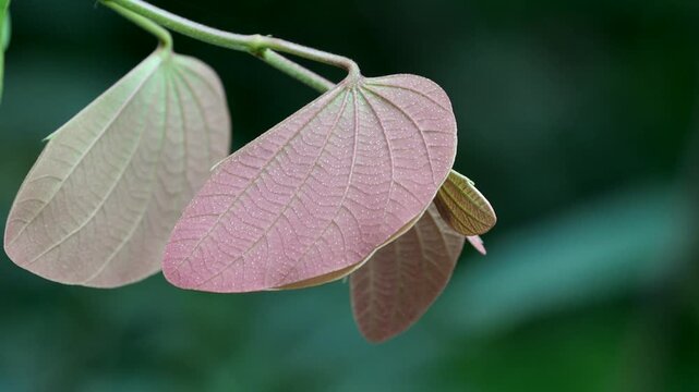 Orchid tree or mountain ebony tree featuring butterfly-shaped leaves that are pinkish red and green when fully grown bauhinia pottsii species