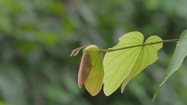 Orchid tree or mountain ebony tree featuring butterfly-shaped leaves that are pinkish red and green when fully grown bauhinia pottsii species