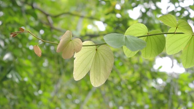 Orchid tree or mountain ebony tree featuring butterfly-shaped leaves that are pinkish red and green when fully grown bauhinia pottsii species