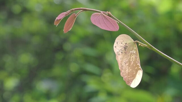 Orchid tree or mountain ebony tree featuring butterfly-shaped leaves that are pinkish red and green when fully grown bauhinia pottsii species