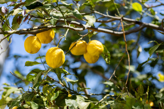 Ripe yellow lemons hanging on a tree in a sunny garden