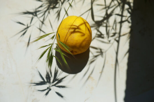 Yellow lemon with garden leaf shadow in sunlight