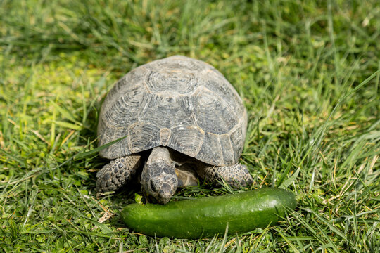 Tortoise eat cucumber on green grass outdoors