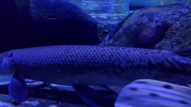 The Florida gar (Lepisosteus platyrhincus) is a species of gar found in the US from the Savannah River and Ochlockonee River watersheds of Georgia and throughout peninsular Florida.