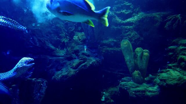 Gymnothorax is a genus of fish in the family Muraenidae found in Atlantic, Indian and Pacific Ocean. With more than 120 species, it the most speciose genus of moray eels.
