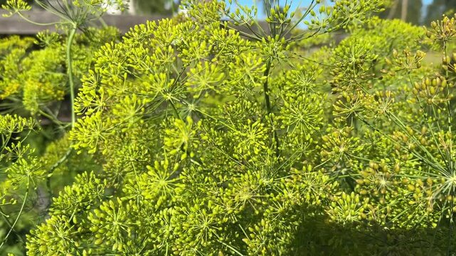 Real-time 4K video of green dill blooming with yellow flowers swaying in the wind in a countryside garden
