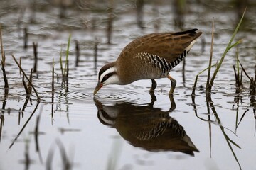 Fototapeta premium Small brown bird with white stripes on face drinks water in shallow pond. Bird reflection visible in calm water surface amidst reeds. Wildlife focus on nature habitat.