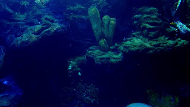 Gymnothorax is a genus of fish in the family Muraenidae found in Atlantic, Indian and Pacific Ocean. With more than 120 species, it the most speciose genus of moray eels.