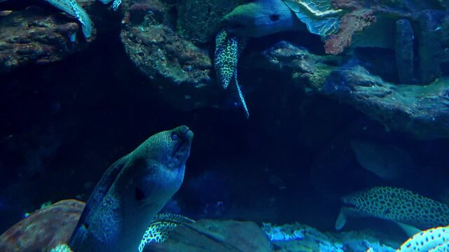 Gymnothorax is a genus of fish in the family Muraenidae found in Atlantic, Indian and Pacific Ocean. With more than 120 species, it the most speciose genus of moray eels.