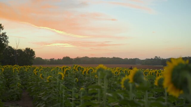 Static shot of a pink and orange dawn sky fading into pale blue above straight rows of sunflowers, with a dark treeline and a tiny distant figure visible in the plowed field beyond.
