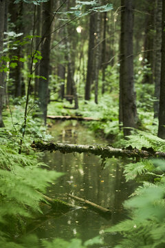 Vertical image of dense green forest with small river and fallen mossy logs. Scenic nature background suitable for environmental conservation campaigns and outdoor adventure marketing