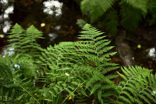 Green fern leaves growing in wild forest near stream. Image represents biodiversity and nature conservation, suitable for environmental campaigns and eco friendly product marketing