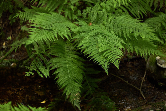 Green fern leaves growing in wild forest, representing environment and biodiversity. Image is suitable for eco friendly branding and nature conservation campaigns