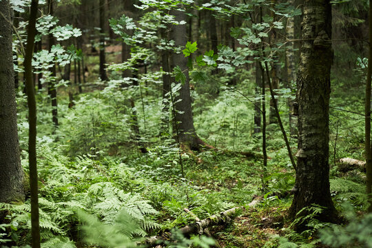 Dense green forest with ferns and birch trees representing wilderness and nature. Ideal for environmental conservation campaigns and outdoor recreation marketing