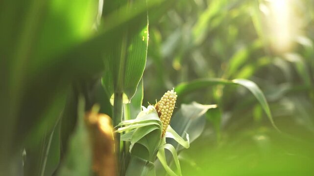 Panning shot of corn cob on the plant with golden sunlight in the background