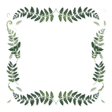 A decorative square border made of natural green fern leaves on a white background with plant border floral border eco friendly design element graphic