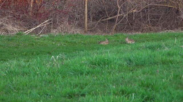 Two wild cottontail rabbits jump and play across a lush green grassy field near the edge of a dense brush thicket.
