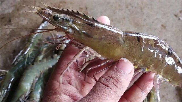 live tiger prawn big size in indian fish market