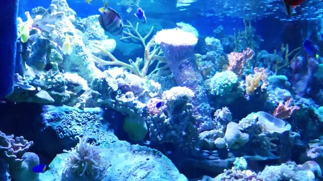 group of fish living in coral reef, Blue tang fish, Clown fish, Foxface rabbitfish, Abudefduf saxatilis, swimming in one aquarium tank