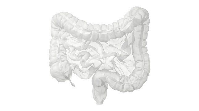 Christmas Human Body Part 3D Render of Human Intestinal System Anatomy Isolated on White Background for Medical Education and Healthcare Scientific Visualization