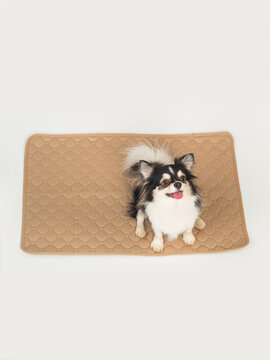 Adorable Chahuahua  dog lies on a hygienic daily diaper for pets at home. how to train a puppy to the toilet.