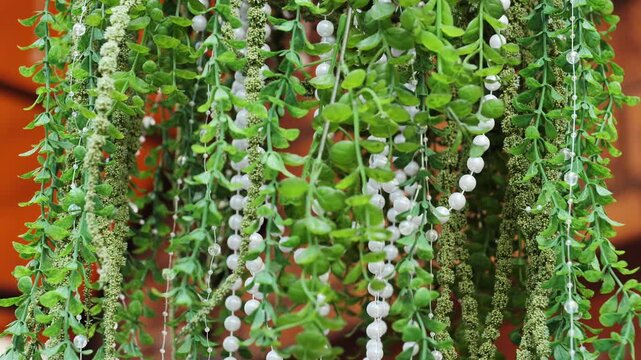 Artificial greenery and white pearls decorating an event space, hanging plant decoration