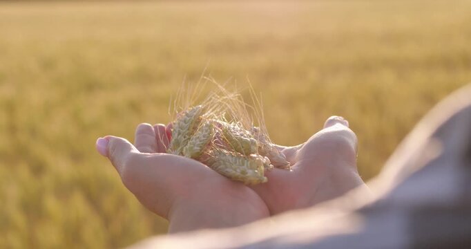Harvesting wheat in golden fields. Hands hold fresh wheat ears in sunlight. Nature's bounty showcases agricultural beauty and serenity. Ideal for farming and nature themes.