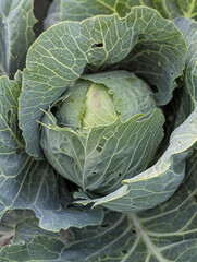 Obraz premium Fresh Green Cabbage Head Growing Among Large Leaves in Vegetable Garden for Natural Healthy Food Production.