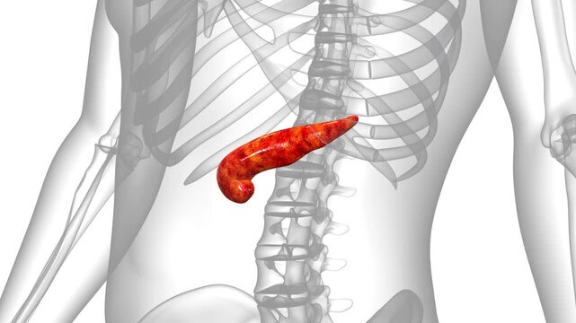 Human Internal Organ Pancreas Anatomy Animation Concept