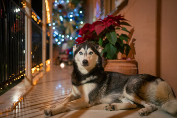 Siberian Husky Dog Lying on Porch with Christmas Tree and Lights Background in Corfu Greece © AgioiDouloi