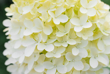 Fototapeta premium Pinkachu Hydrangea Paniculata White Blossoms Close up