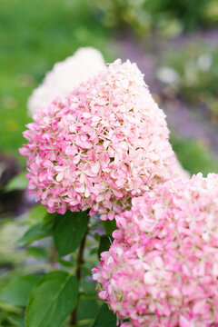 Pixio Hydrangea Flower Head Close up View