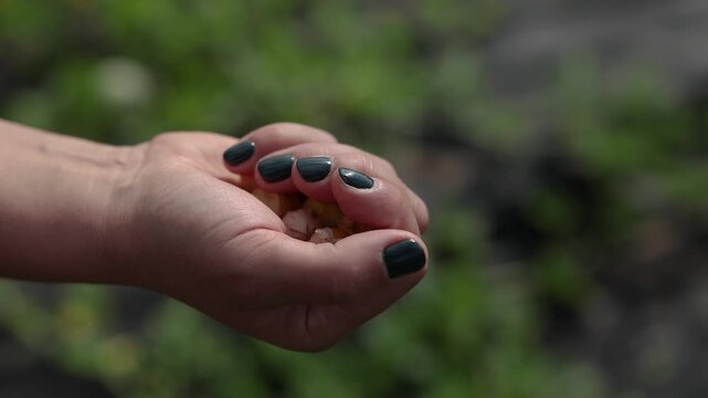 Close-up of a hand holding ripe ground cherries in papery husks outdoors, with a softly blurred green garden background and natural sunlight