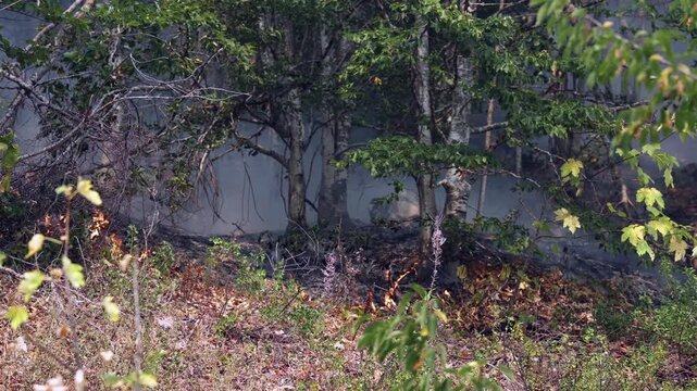 Low wildfire burning through dry forest undergrowth with visible smoke drifting between trees. Natural disaster scene showing active flames, environmental damage, and wildfire risk in woodland area.