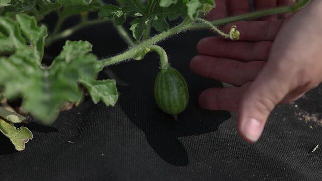 Small green watermelon developing on a healthy vine over black ground cover in a sunny garden, illustrating eco farming, cultivation, and sustainable food production