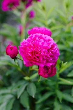 Beautiful Magenta Kansas Peony Flower Blooming in Green Summer Garden