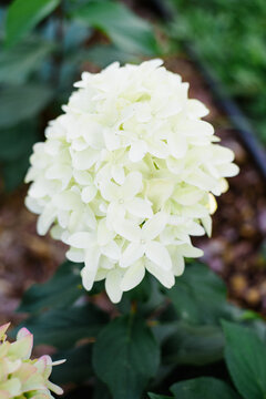 Spectacular Skyfall Hydrangea Paniculata Bush with White and Lime Flower Clusters