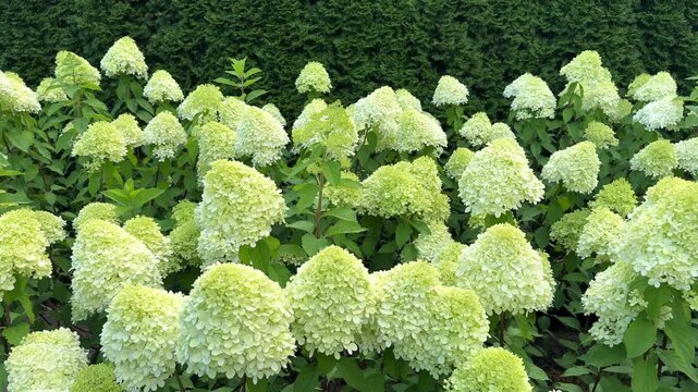 A vibrant garden filled with abundant lime-green and white panicled hydrangea blossoms growing densely against a dark evergreen hedge background.
