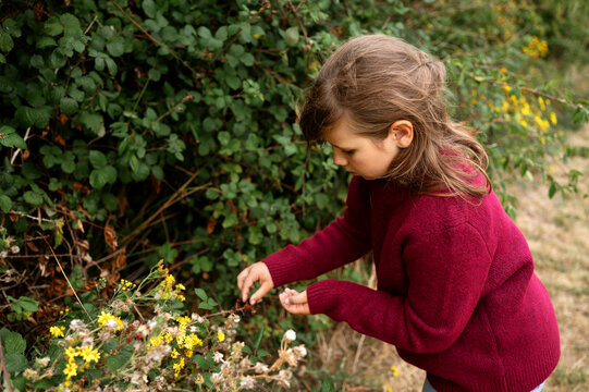 Curious young girl picking wild blackberries from a bush