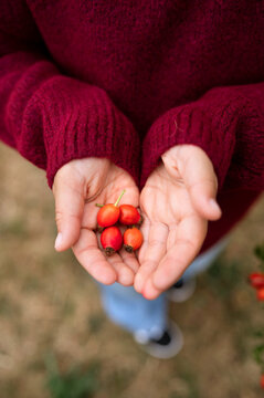 Child holding freshly picked rose hips in cupped hands